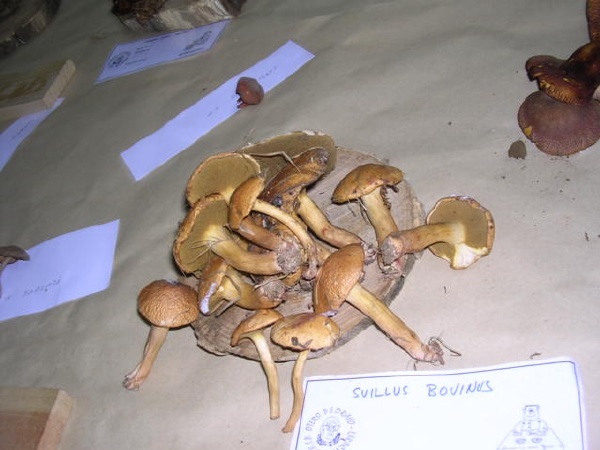 SUILLUS BOVINUS